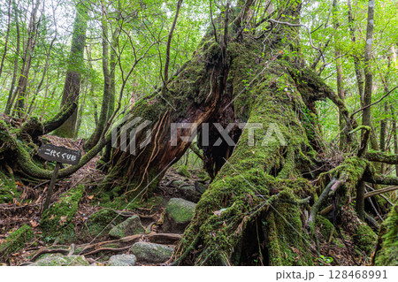 屋久杉二代くぐり杉 屋久島白谷雲水峡(10月) 屋久杉二代くぐり杉 屋久島白谷雲水峡(10月) 128468991