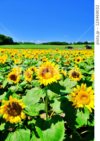 北海道北竜町　ひまわりの里の風景 128469032