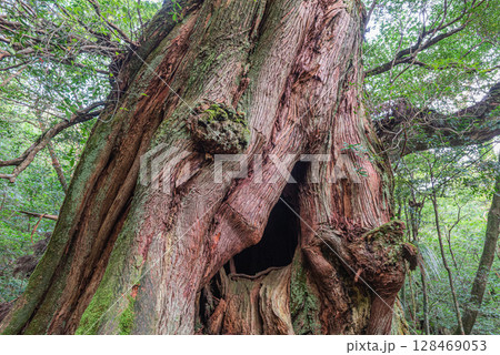 屋久杉二代大杉 屋久島白谷雲水峡(10月) 屋久杉二代大杉 屋久島白谷雲水峡(10月) 128469053