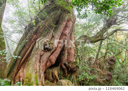 屋久杉二代大杉 屋久島白谷雲水峡(10月) 屋久杉二代大杉 屋久島白谷雲水峡(10月) 128469062