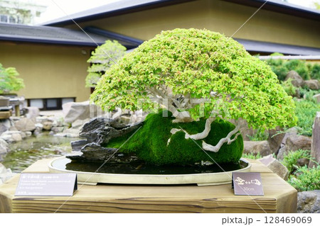 8051　盆栽　楓　「早春の譜」　BONSAI 128469069