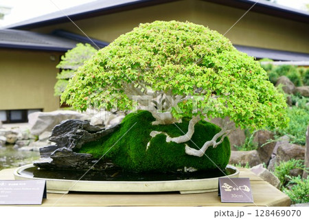 8052　盆栽　楓　「早春の譜」　BONSAI 128469070