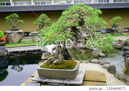 8053　盆栽　五葉松　「静寂」　BONSAI 128469071