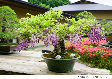 8057 盆栽 藤 Bonsai 8057 盆栽 藤 Bonsai 128469075