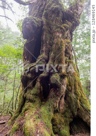 屋久杉仏陀杉　屋久島ヤクスギランド(10月) 128469145