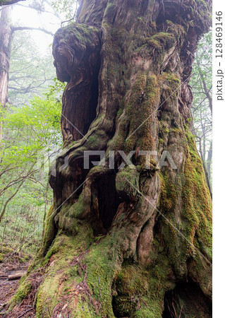 屋久杉仏陀杉　屋久島ヤクスギランド(10月) 128469146
