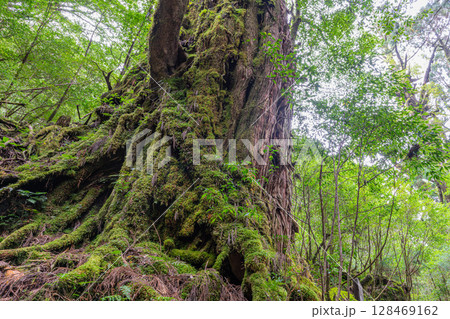 屋久杉母子杉 屋久島ヤクスギランド(10月) 屋久杉母子杉 屋久島ヤクスギランド(10月) 128469162