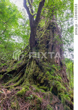 屋久杉母子杉 屋久島国立公園(10月) 屋久杉母子杉 屋久島国立公園(10月) 128469163
