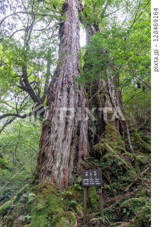 屋久杉母子杉　屋久島国立公園(10月) 128469164