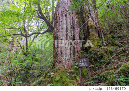屋久杉母子杉　屋久島国立公園(10月) 128469170