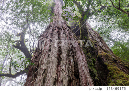 屋久杉母子杉 屋久島ヤクスギランド(10月) 屋久杉母子杉 屋久島ヤクスギランド(10月) 128469176