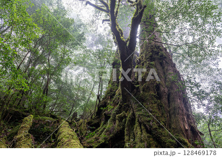 屋久杉母子杉 屋久島ヤクスギランド(10月) 屋久杉母子杉 屋久島ヤクスギランド(10月) 128469178