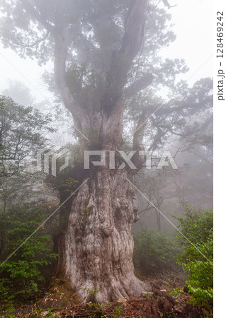 縄文杉　世界自然遺産屋久島(11月) 128469242