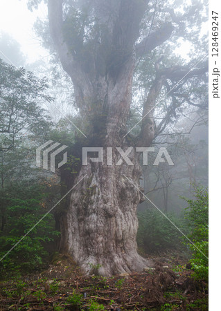 縄文杉　世界自然遺産屋久島(11月) 128469247