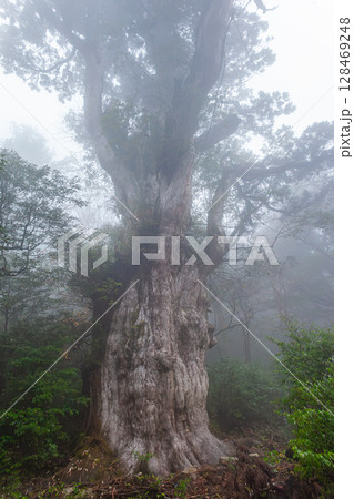 縄文杉 世界自然遺産屋久島(11月) 縄文杉 世界自然遺産屋久島(11月) 128469248
