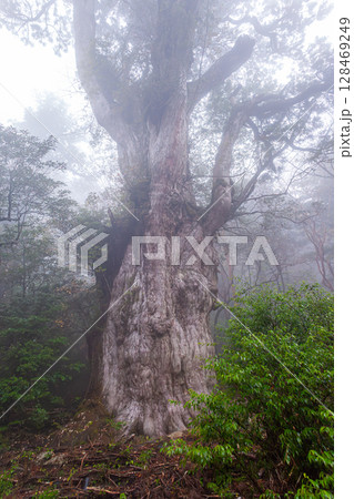 縄文杉 世界自然遺産屋久島(11月) 縄文杉 世界自然遺産屋久島(11月) 128469249