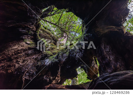 屋久杉二代くぐり杉　屋久島白谷雲水峡(11月) 128469286