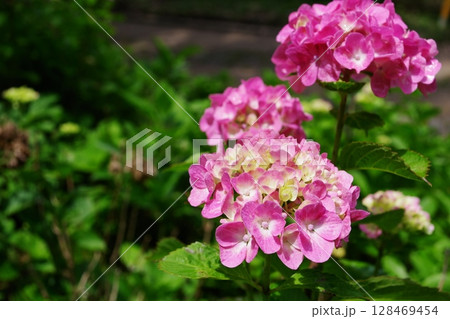 しっとりと咲く紫陽花の花 128469454