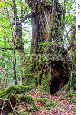 屋久杉武家杉 屋久島白谷雲水峡(11月) 屋久杉武家杉 屋久島白谷雲水峡(11月) 128469462