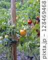 Tomato plants with ripe red fruit in farm field, suitable for farming, harvest, agriculture, and food industry use 128469468