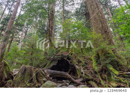 ウイルソン株　屋久島国立公園(12月) 128469648