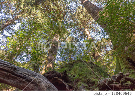 ウイルソン株 屋久島国立公園(12月) ウイルソン株 屋久島国立公園(12月) 128469649