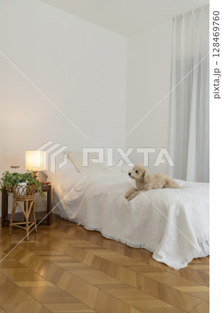 ベッドの上に座る犬 ベッドの上に座る犬 128469760