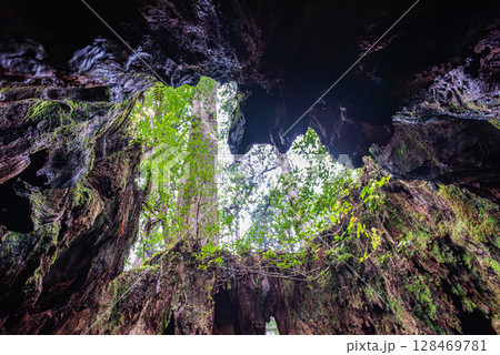 ウイルソン株のハート　屋久島国立公園(12月) 128469781