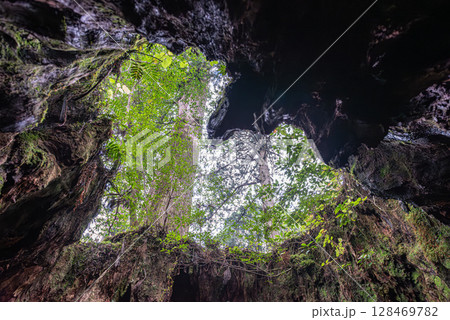 ウイルソン株のハート　屋久島国立公園(12月) 128469782