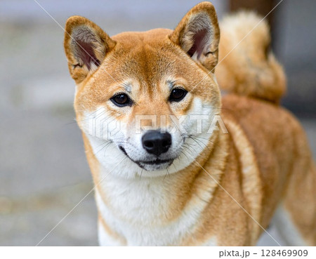 かわいい柴犬の写真2　AI生成画像 128469909