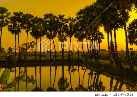 A row of palmyra palm trees stands silhouetted against a vibrant orange and yellow sunset, reflected in the still water below. A row of palmyra palm trees stands silhouetted against a vibrant orange and yellow sunset, reflected in the still water below. 128470012