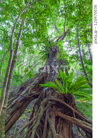 アコウの木　屋久島世界自然遺産(12月) 128470036