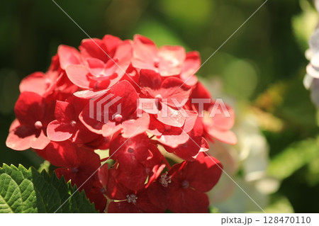 公園に咲く紫陽花 128470110