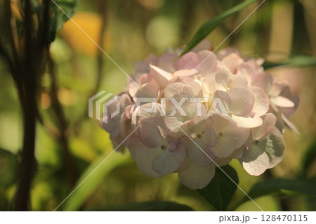 公園に咲く紫陽花 公園に咲く紫陽花 128470115