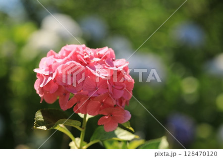 公園に咲く紫陽花 128470120