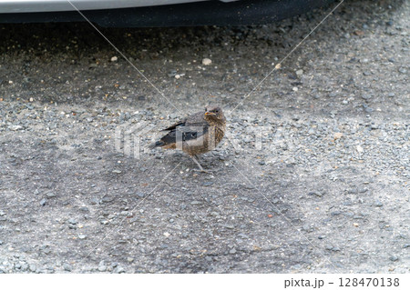 イソヒヨドリの幼鳥 イソヒヨドリの幼鳥 128470138