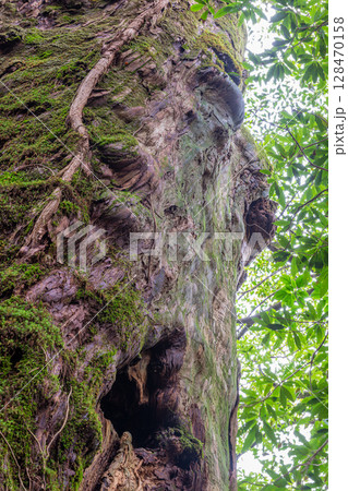 屋久杉奉行杉　屋久島白谷雲水峡(12月) 128470158
