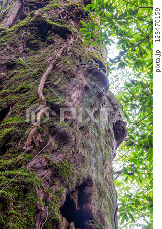 屋久杉奉行杉　屋久島白谷雲水峡(12月) 128470159