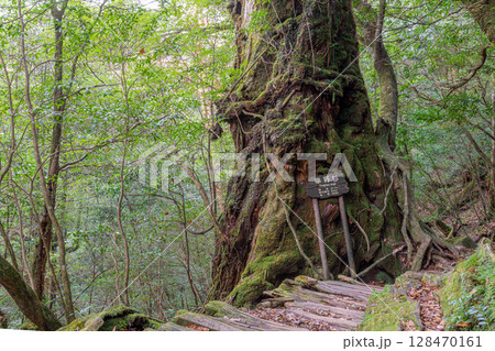 屋久杉奉行杉　屋久島白谷雲水峡(12月) 128470161