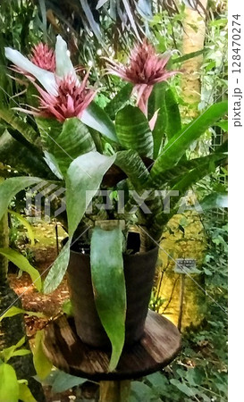 筑波実験植物園のエクメア・ファシクラータ 筑波実験植物園のエクメア・ファシクラータ 128470274