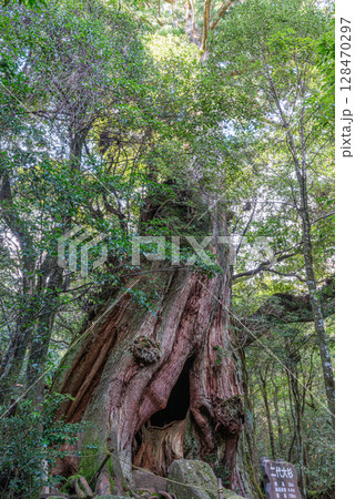二代大杉屋久杉　屋久島白谷雲水峡(12月) 128470297