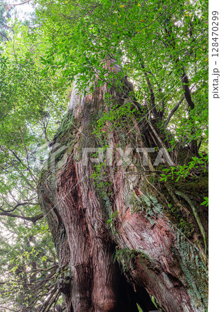 屋久島白谷雲水峡二代大杉(12月)観光客に人気の神が宿る巨大屋久杉 128470299