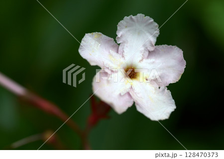 ルクリア・ココ 128470373