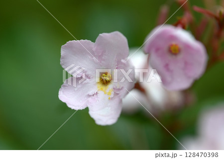 ルクリア・ココ 128470398