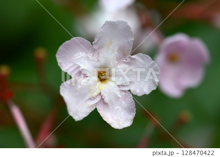 ルクリア・ココ 128470422