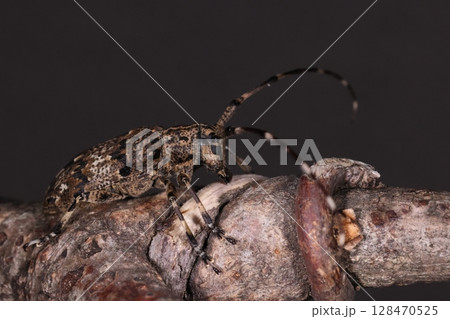 生き物　昆虫　ナガゴマフカミキリ、体長は一センチ程。お腹も背中もまだら模様の全身保護色 128470525