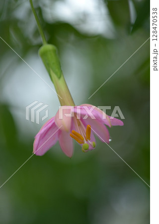 パッシフロラ・マシューシー パッシフロラ・マシューシー 128470538