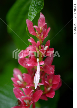 メガスケパスマ 128470611