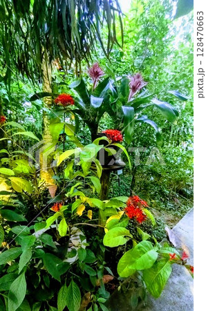 筑波実験植物園 筑波実験植物園 128470663