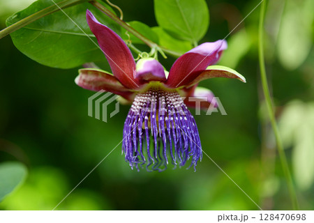 パッシフロラ・フォエリケア 128470698